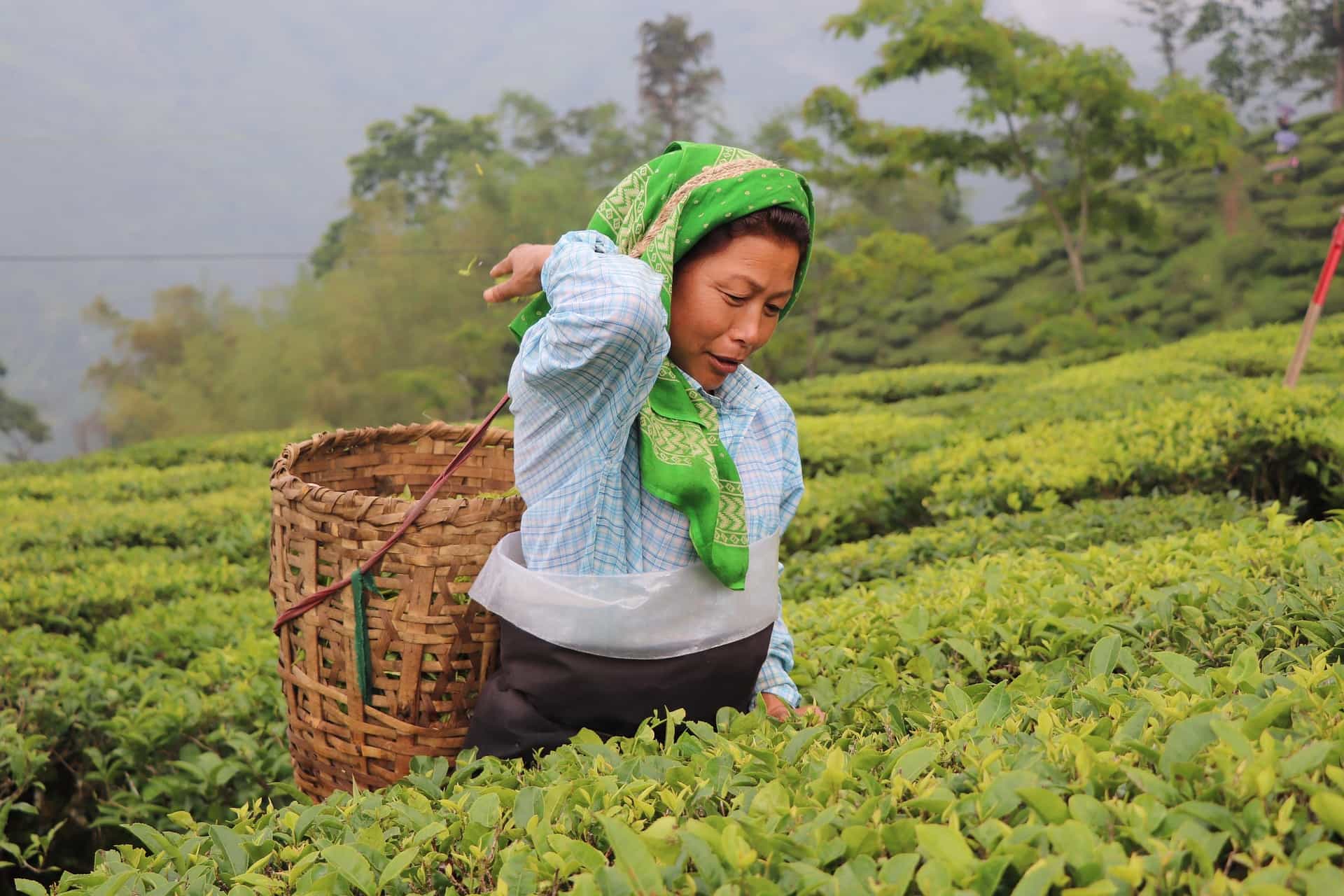 Darjeeling Offbeat Explorer – 3 Nights / 4 Days