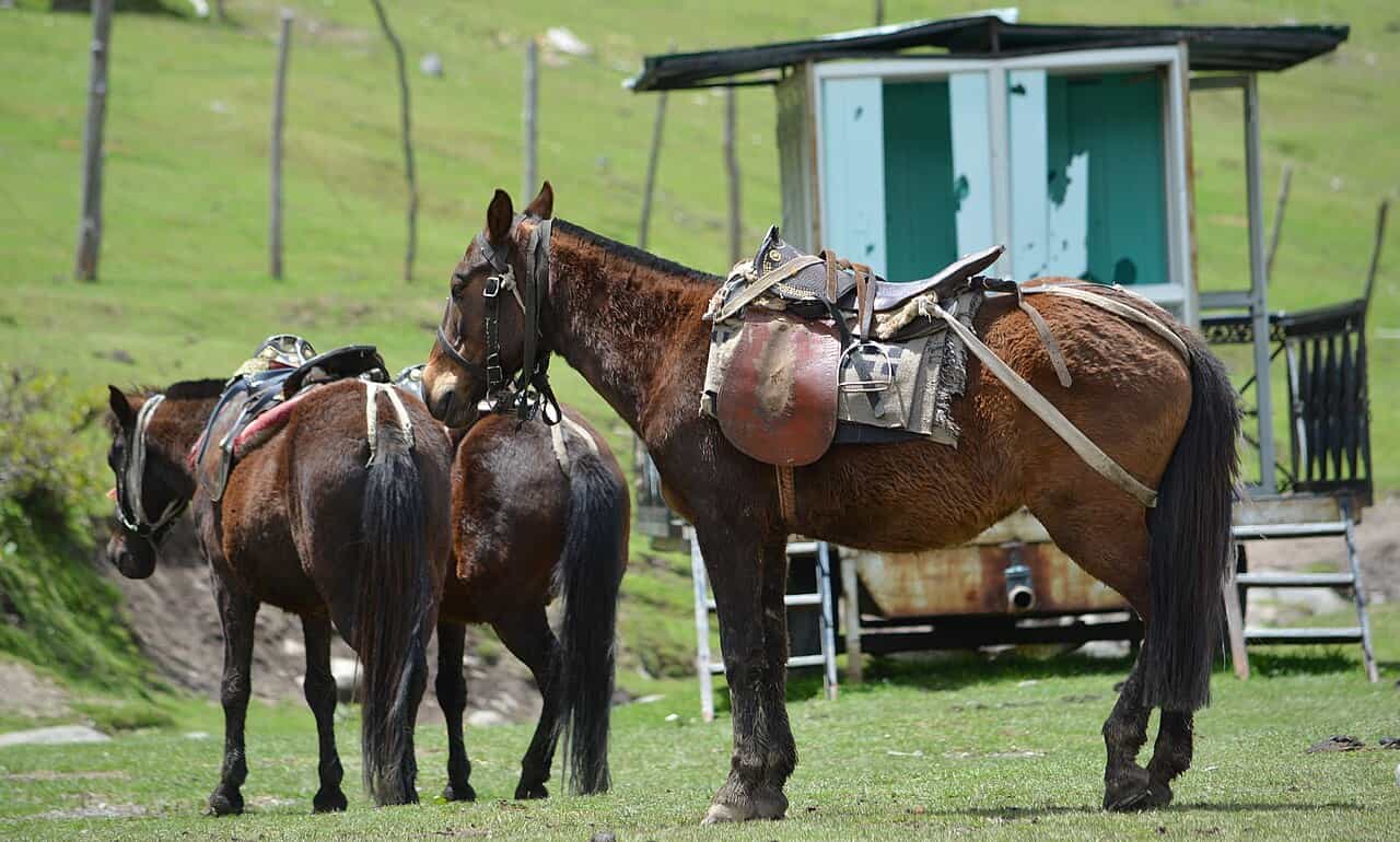 Horse Riding