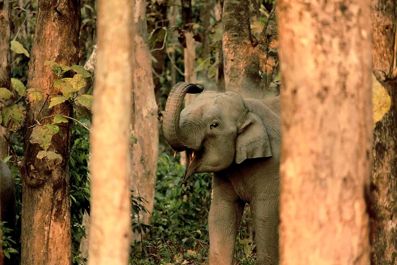 Dooars Wildlife Escape – 4 Nights and 5 Days