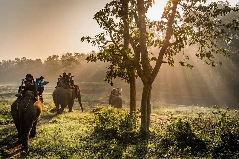 Jungle Safari