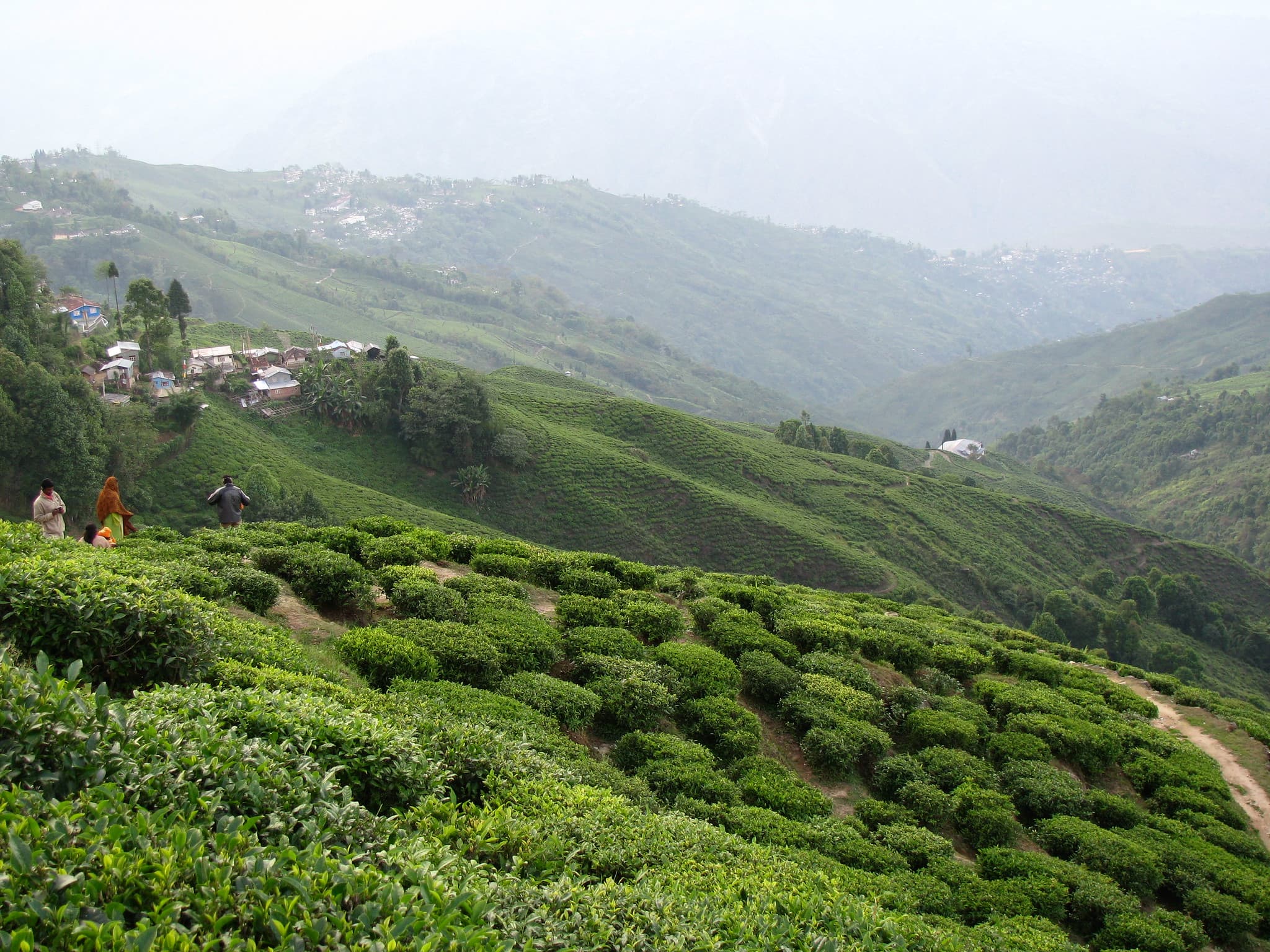 Darjeeling travel landscape