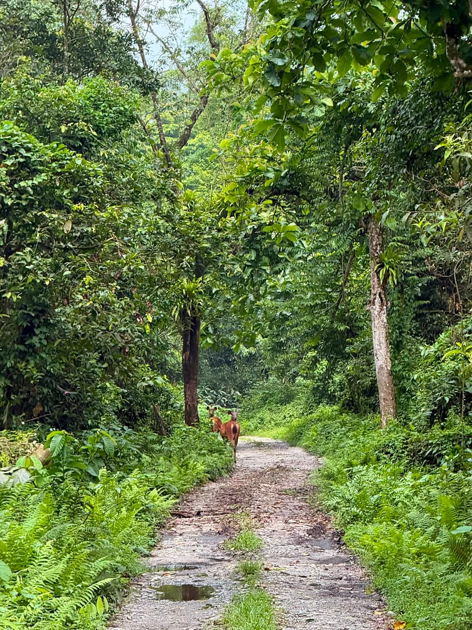 Dooars destination image 1