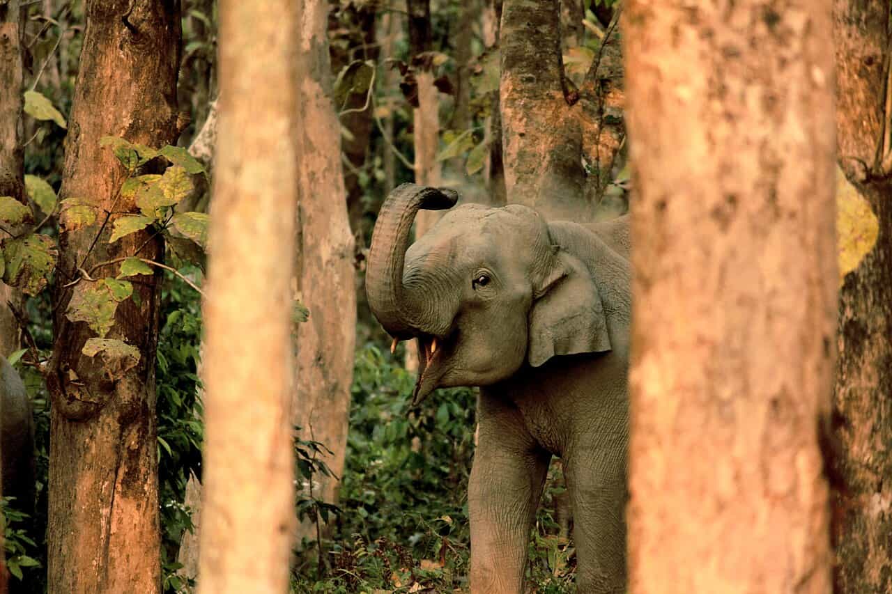Dooars Wildlife Escape – 4 Nights and 5 Days